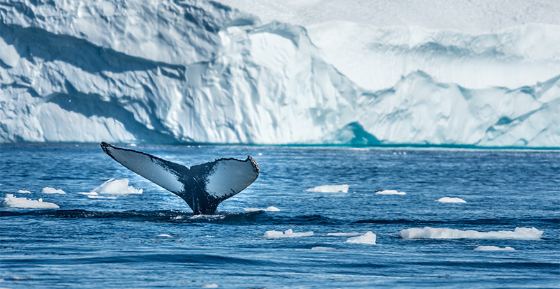 Humpback whale in Disko Bay