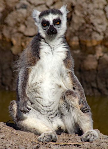 Ring-tailed lemur – Anja National Park