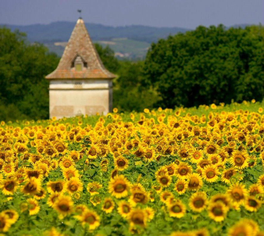 Beautiful sunflower landscapes