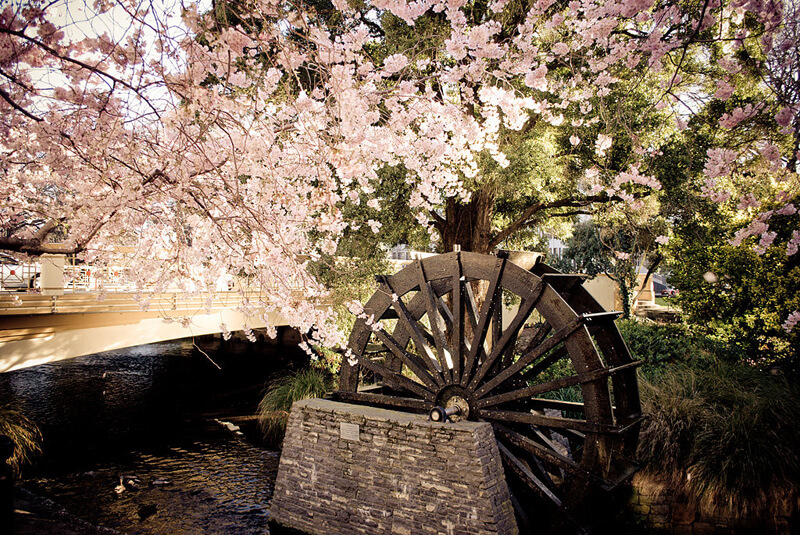 Christchurch cherry blossoms and water wheel in Hagley Park - rpdubs [CC BY 2.0 (https://creativecommons.org/licenses/by/2.0)]