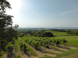 The Konyari family vineyards overlooking lake Balaton