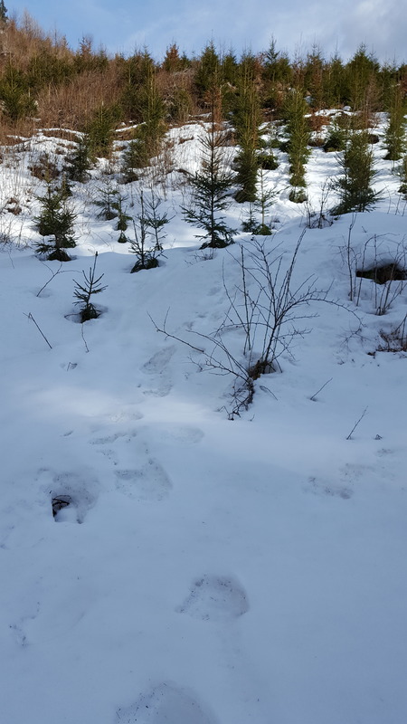 Bear tracks in the foothills of the Carpathian mountains