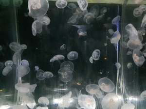 Jellyfish at Mote Aquarium