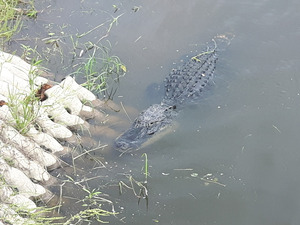 Alligator only yards away