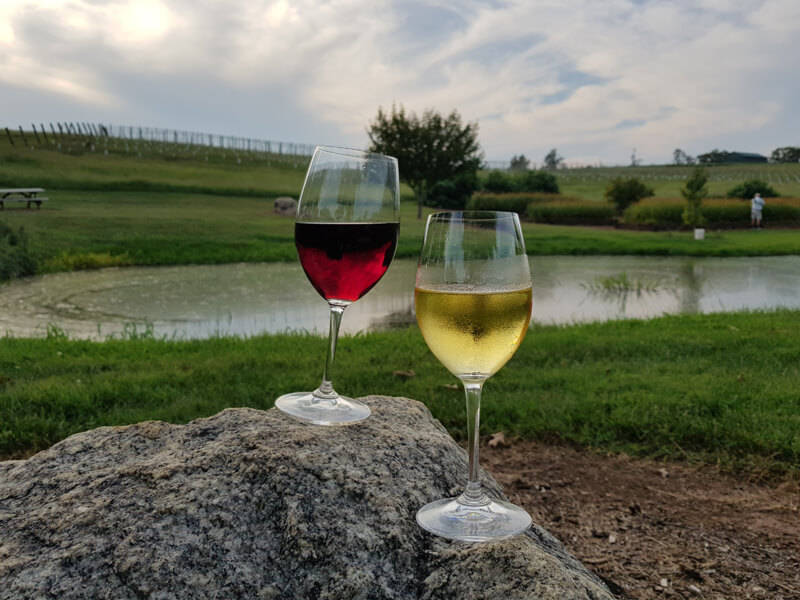 On the wine trail at Shelton Vineyards