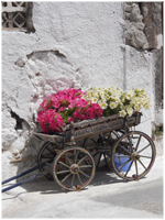 Santorini flowers