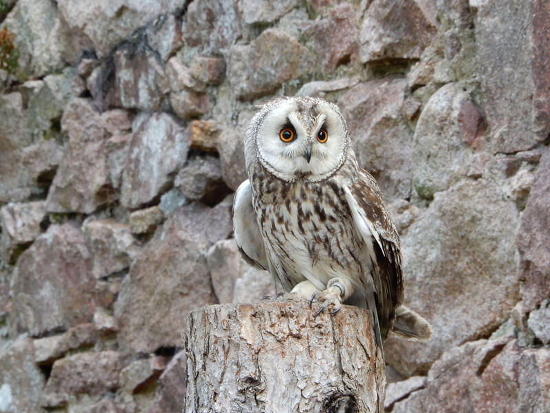 Muncaster Castle owl © B Watts