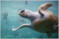 Loggerhead sea turtle