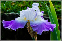 Iris blooming in October