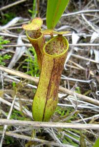 A pitcher plant