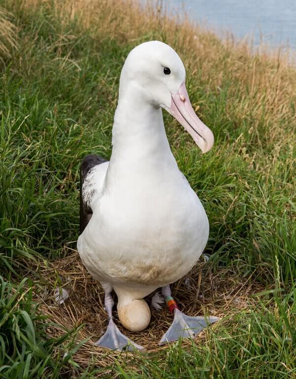 Albatross with egg - Photo credit: Simone Jackson