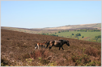 An Exmoor pony and its foal