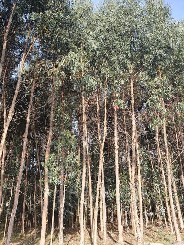 A towering eucalyptus forest