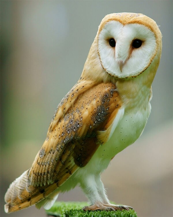 Barn Owl by Peter Trimming from Croydon, England / CC BY from Wikipedia