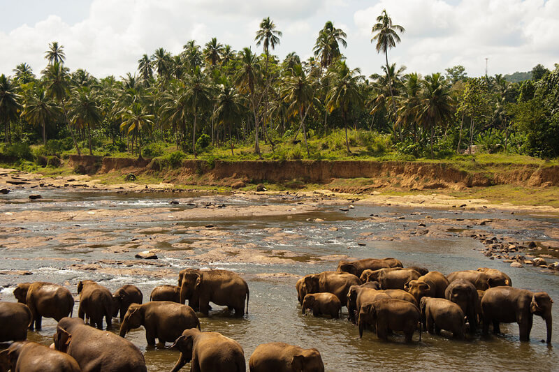 Bathing elephants at Udawalawe National Park by Mstyslav Chernov under license CC BY-SA 3.0 via Wikimedia Commons