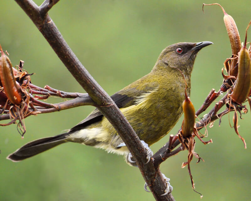 Bell bird by Sid Mosdell from New Zealand / CC BY
