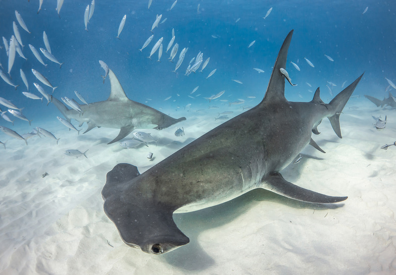 Bimini Great Hammerhead shark