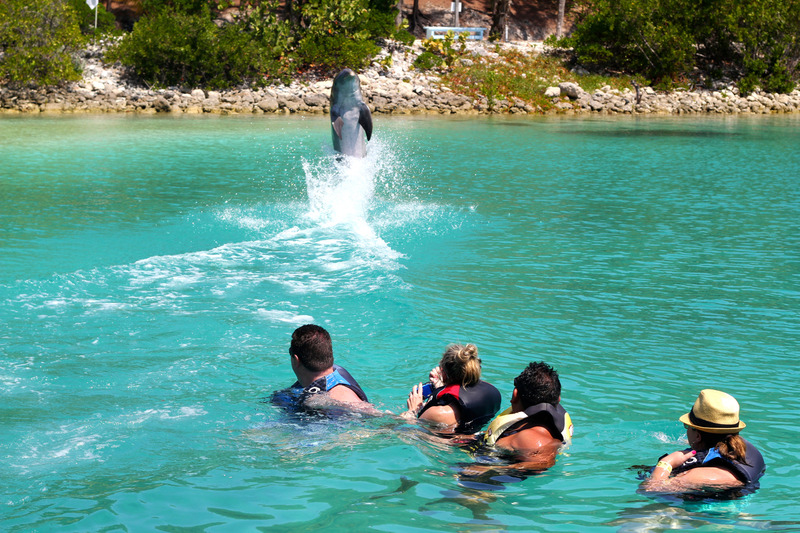 Blue Lagoon dolphins