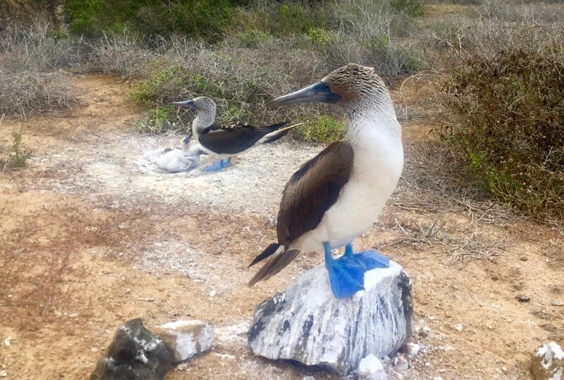 Blue-footed booby family, Punta Pitt