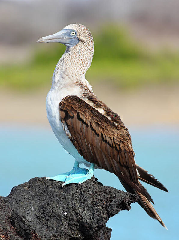 Blue-footed booby by Benjamint444 / GFDL 1.2