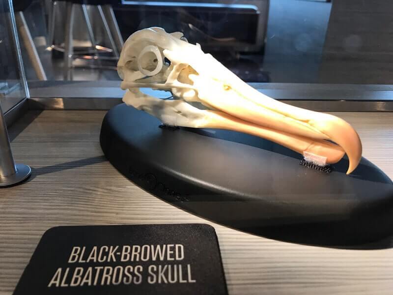 Black-browed albatross skull in Science Centre