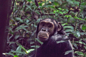 Chimp in Kibale - courtesy Uganda Tourist Board