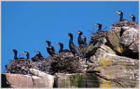 Cormorants on Shieldaig Island