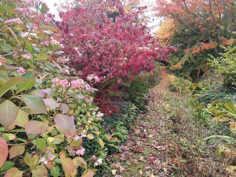 Autumn colours at Hidcote