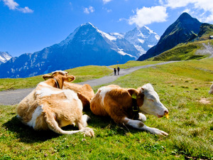 Cows and the Eiger