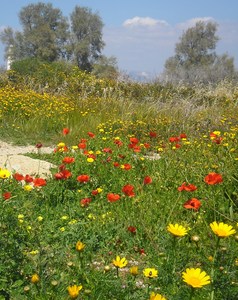 Cyprus spring flowers
