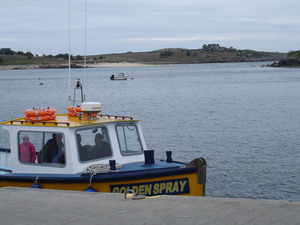 Golden Spary at St Mary's harbour