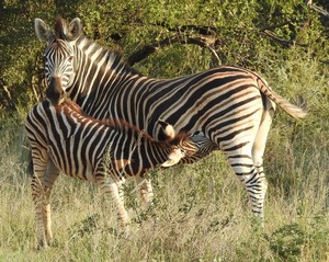 Suckling zebra foal