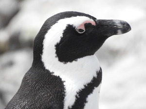 African (jackass) penguin