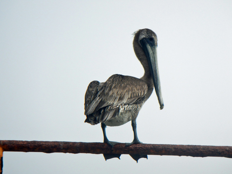 Competition - a poised pelican