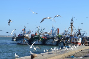 Essaouira's vibrant fishing harbour