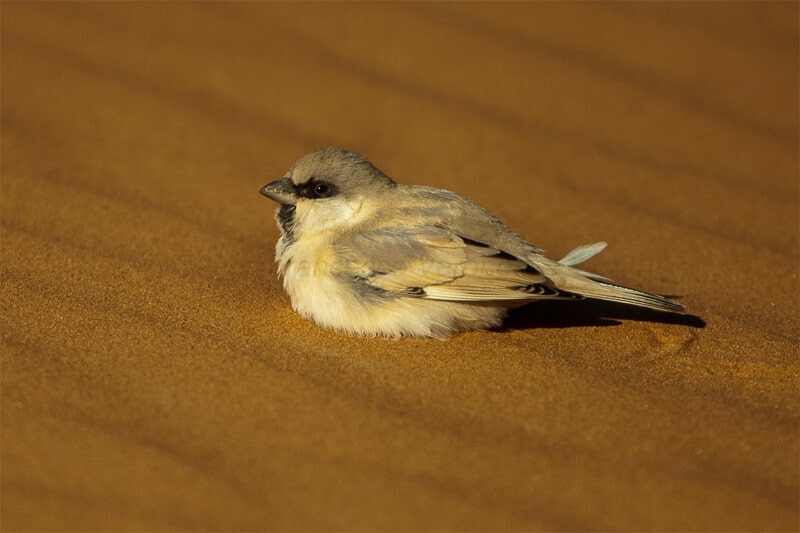 Desert Sparrow by Francesco Veronesi from Italy / CC BY-SA from Wikipedia