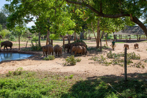 Elephant Transit Home Uduwalalawe © Peter Ellegard