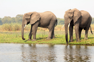 Elephants at Liwonde