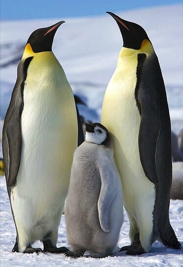 Emperor Penguin by Ian Duffy from UK / CC BY from Wikipedia