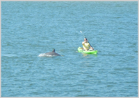 NO fear . . . a dolphin splashes about with a kayaker