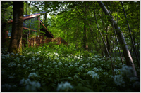 Forest of Dean cabin