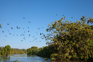 Fruit bats - Bird-watching boat trip, Walawe River near Ambalantota, Sri Lanka © Peter Ellegard