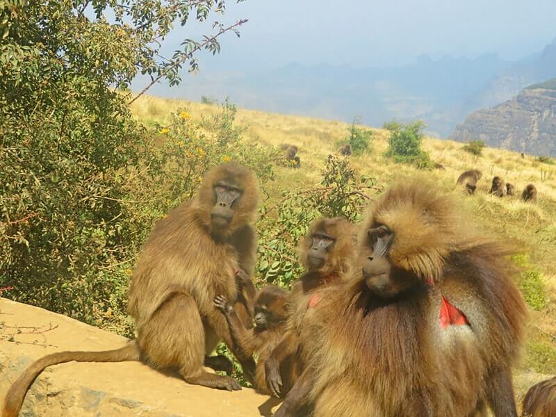 Gelada baboons - Simien Mountains