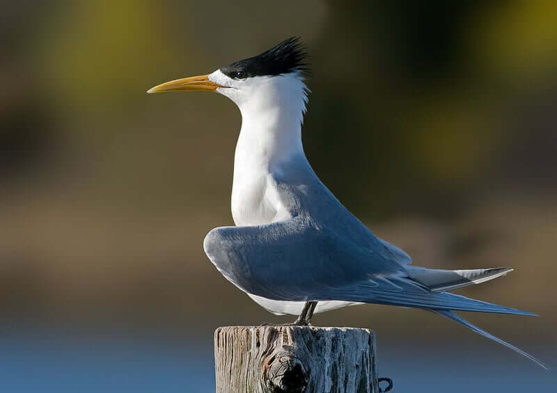 Greater-crested Tern by Noodle snacks / CC BY-SA