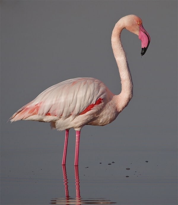 Greater Flamingo by Elgollomoh / CC BY-SA from Wikipedia