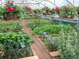 Home grown produce in Battlesteads' polytunnel