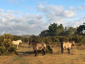 New Forest ponnies