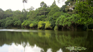 Lake at The Rainforest Discovery Centre