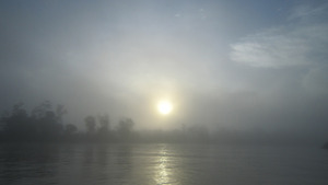 Early morning Rainforest mist