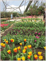 Spring tulips in the Mediterranean Biome